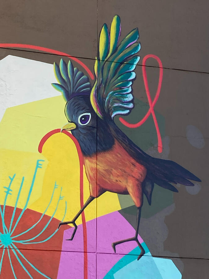 Robin's Feet Robin's Feet